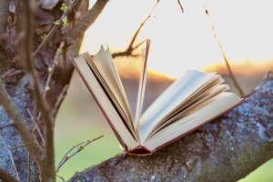 Education and wisdom concept - open book under sunlight Van Saaze Coaching
