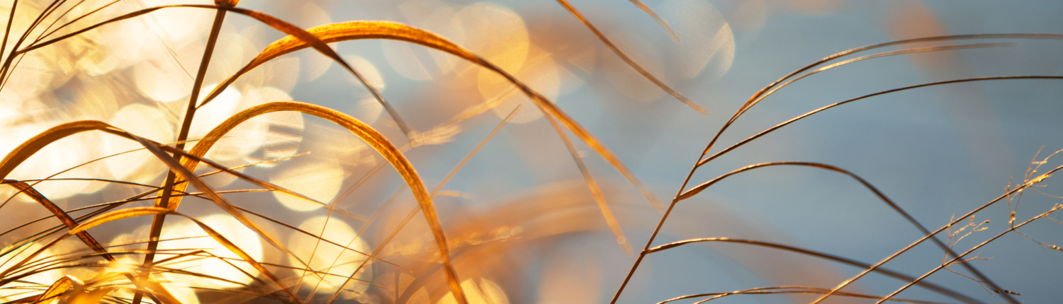 Dried grasses lit by the setting sun, blurred bokeh background Van Saaze Coaching