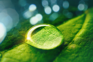 Beautiful artistic image of environment nature in spring or summer. Van Saaze Coaching