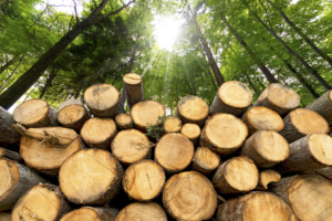 Wooden Logs with Forest on Background Van Saaze Coaching